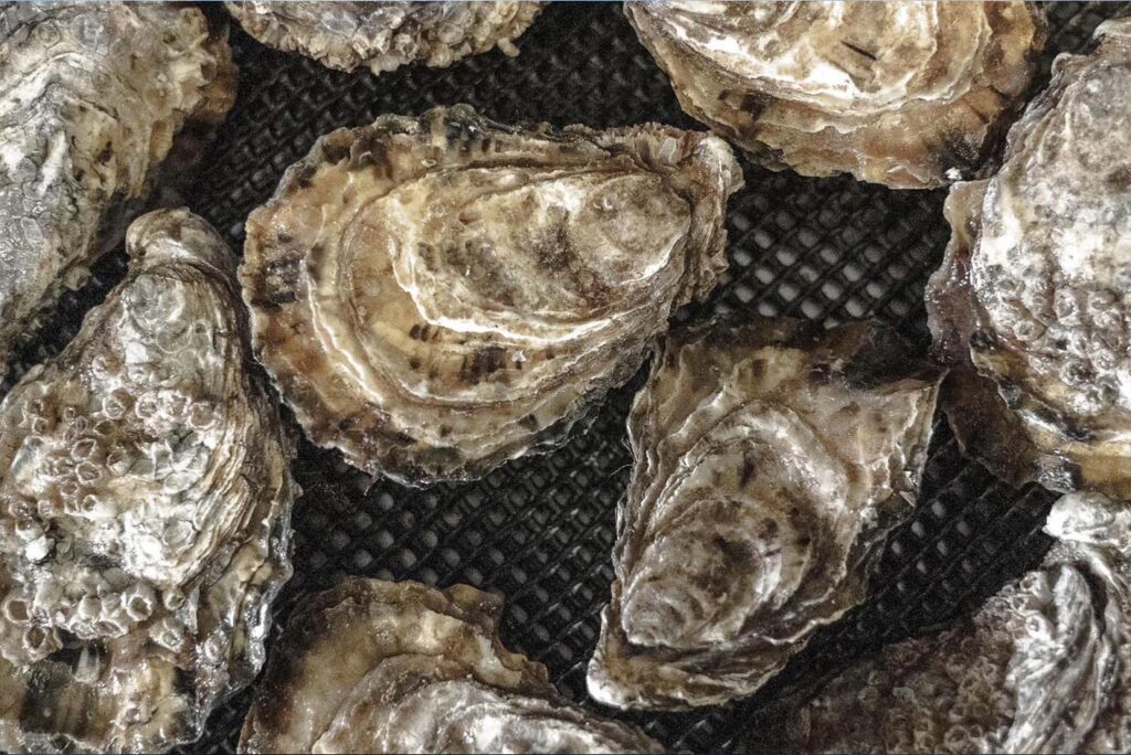 What Makes a Good Oyster? – A Guide to Spéciales and Premium Quality